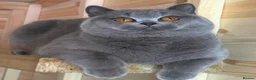 British Shorthair cats for sale: Beautiful boy  - Advert 7