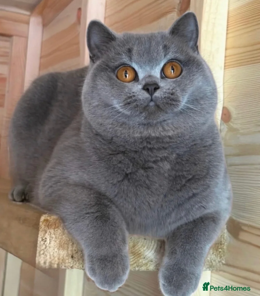 British Shorthair cats for sale: Beautiful boy  - Advert 7