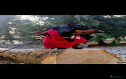 Miniature Dachshund dogs for sale: Ready Now Full Pedigree KC Reg Mini Dachshunds - Image 10