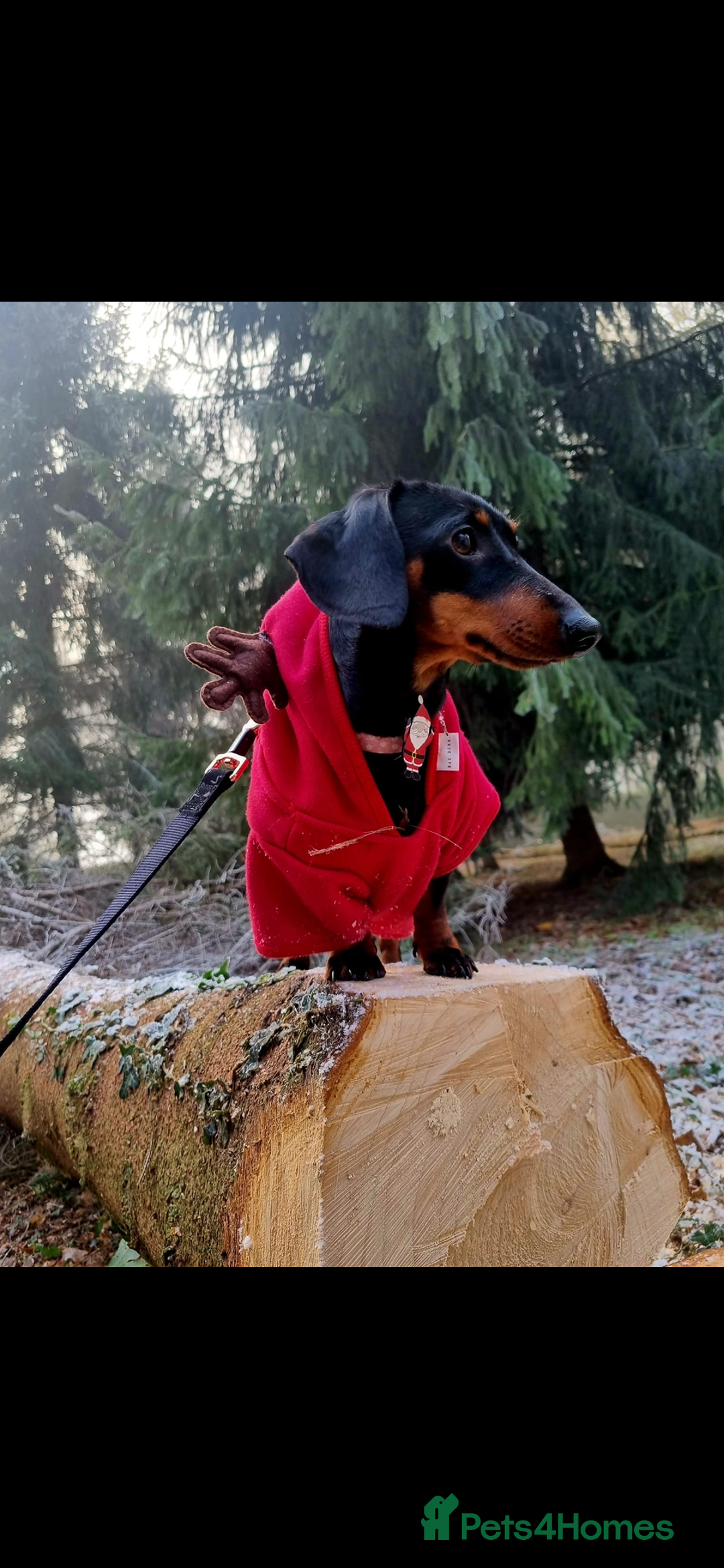 Miniature Dachshund dogs for sale: Ready Now Full Pedigree KC Reg Mini Dachshunds - Image 10