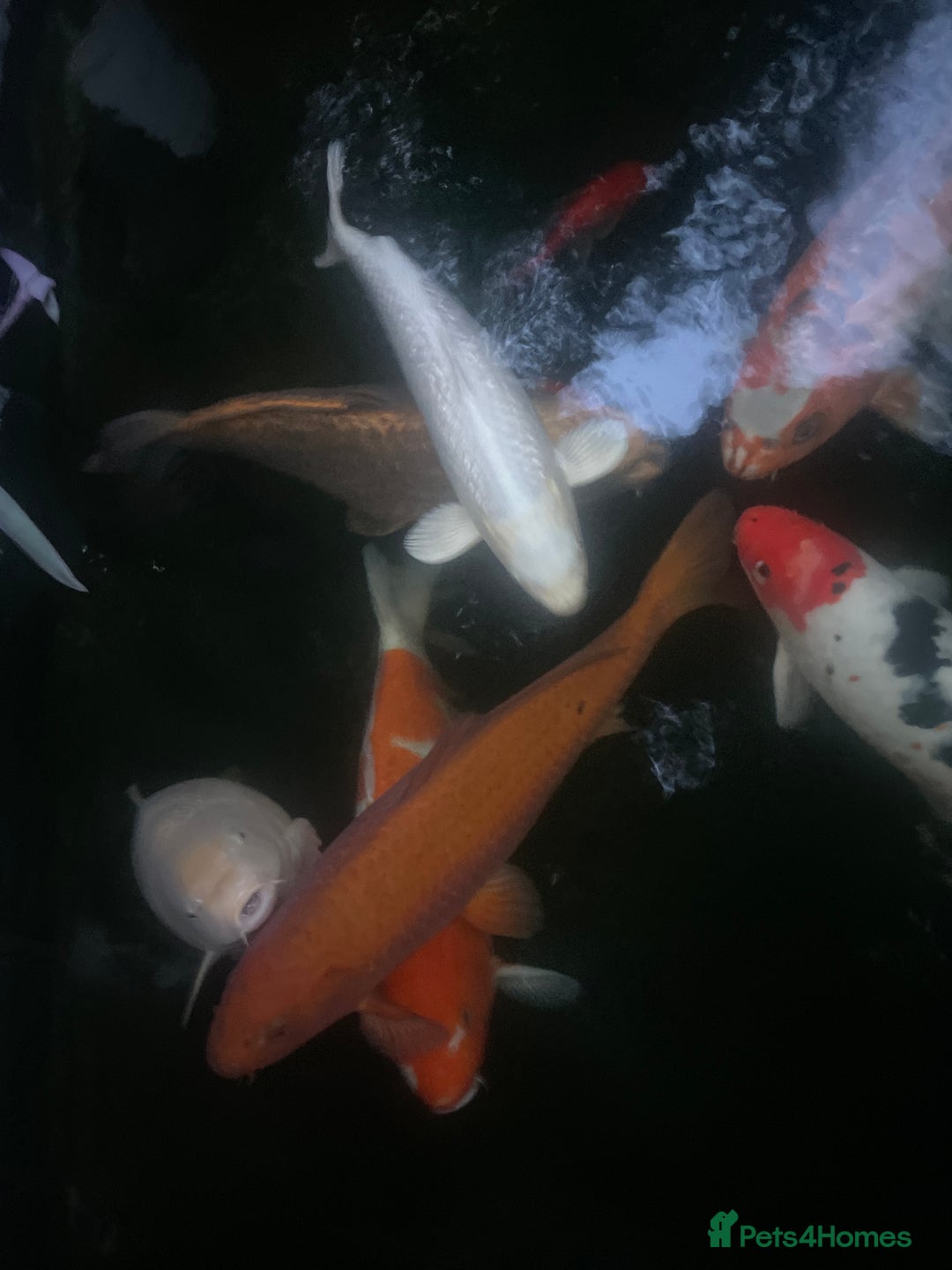 Koi Carp fish for sale: 6 koi and 1 ghost all about 55 cm - Advert 5