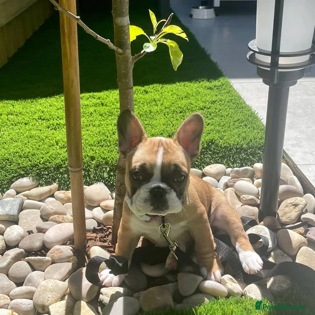 French Bulldog dogs for sale: Adorable and affectionate🥰 male French bulldog  - Advert 2