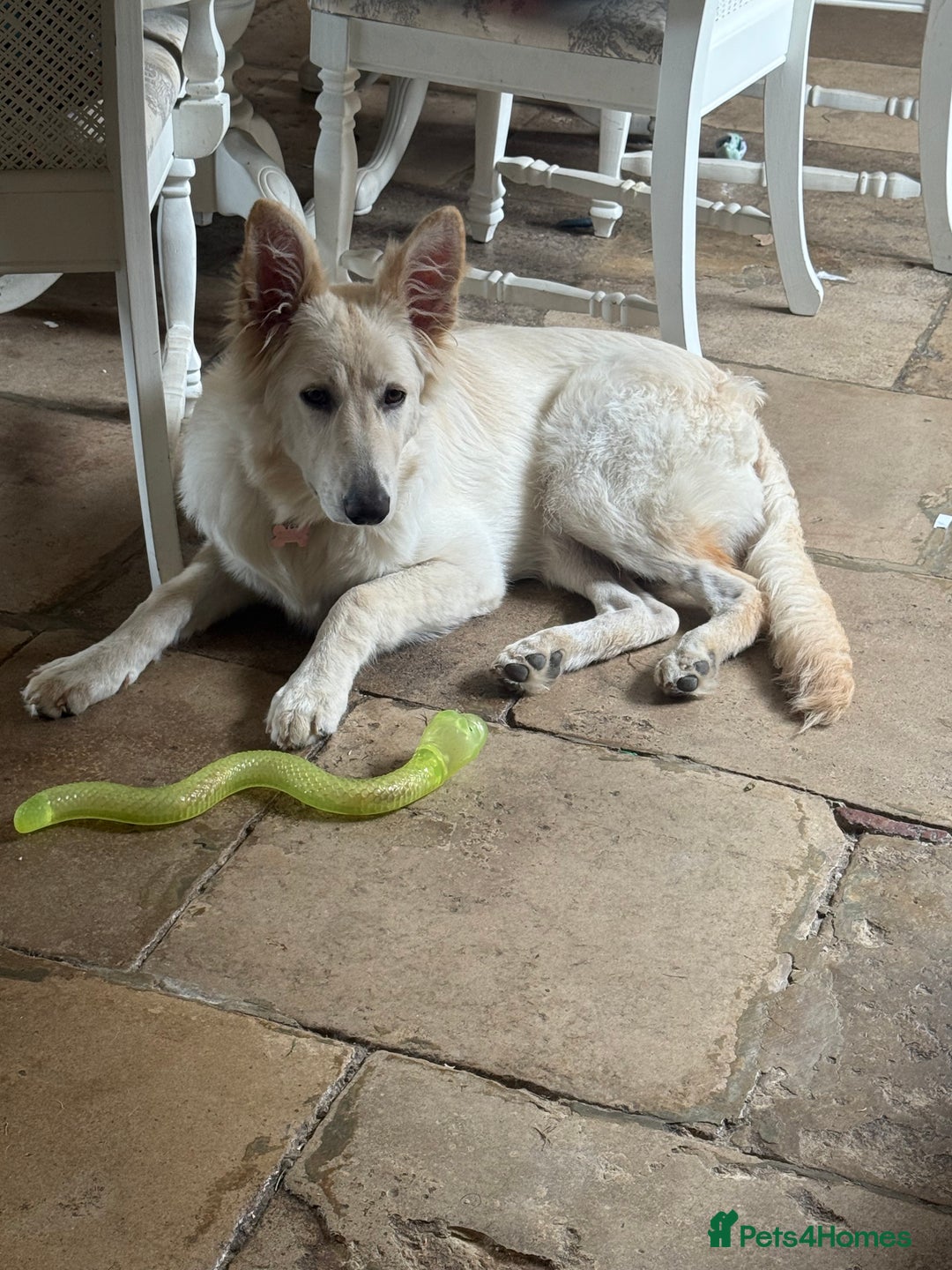 German Shepherd dogs for sale: Luna  - Advert 3