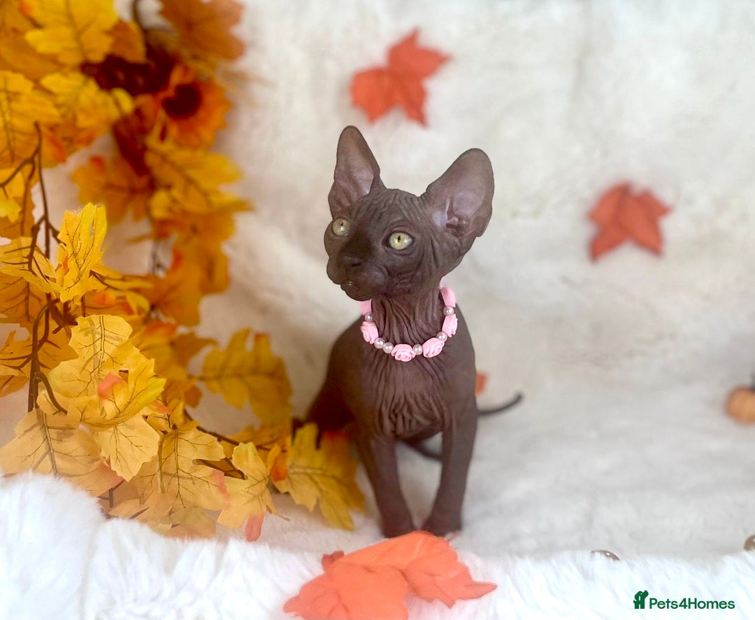 Sphynx cats for sale: 7 adorable Sphynx  looking for their forever home - Image 9