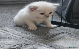 Ragdoll cats for sale: Lilac lynx ragdoll so special - Image 9