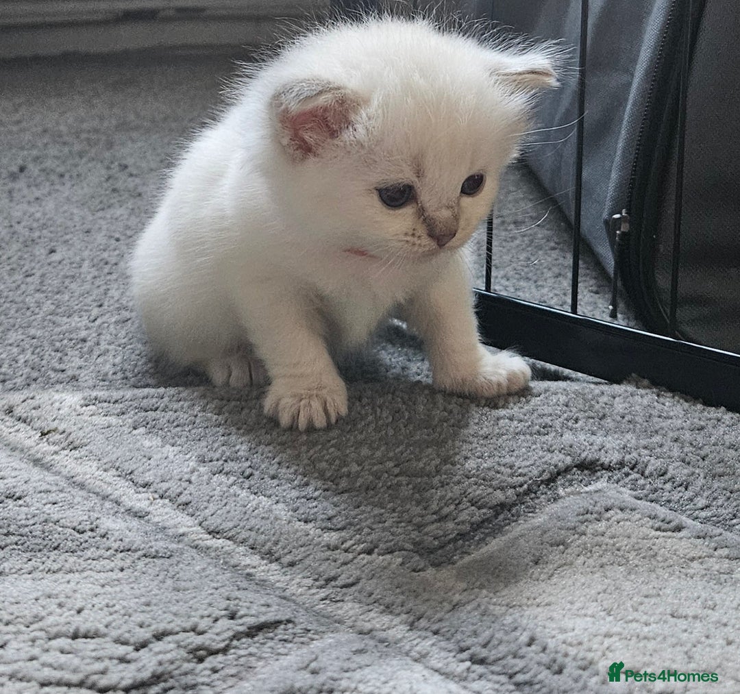 Ragdoll cats for sale: Lilac lynx ragdoll so special - Image 9