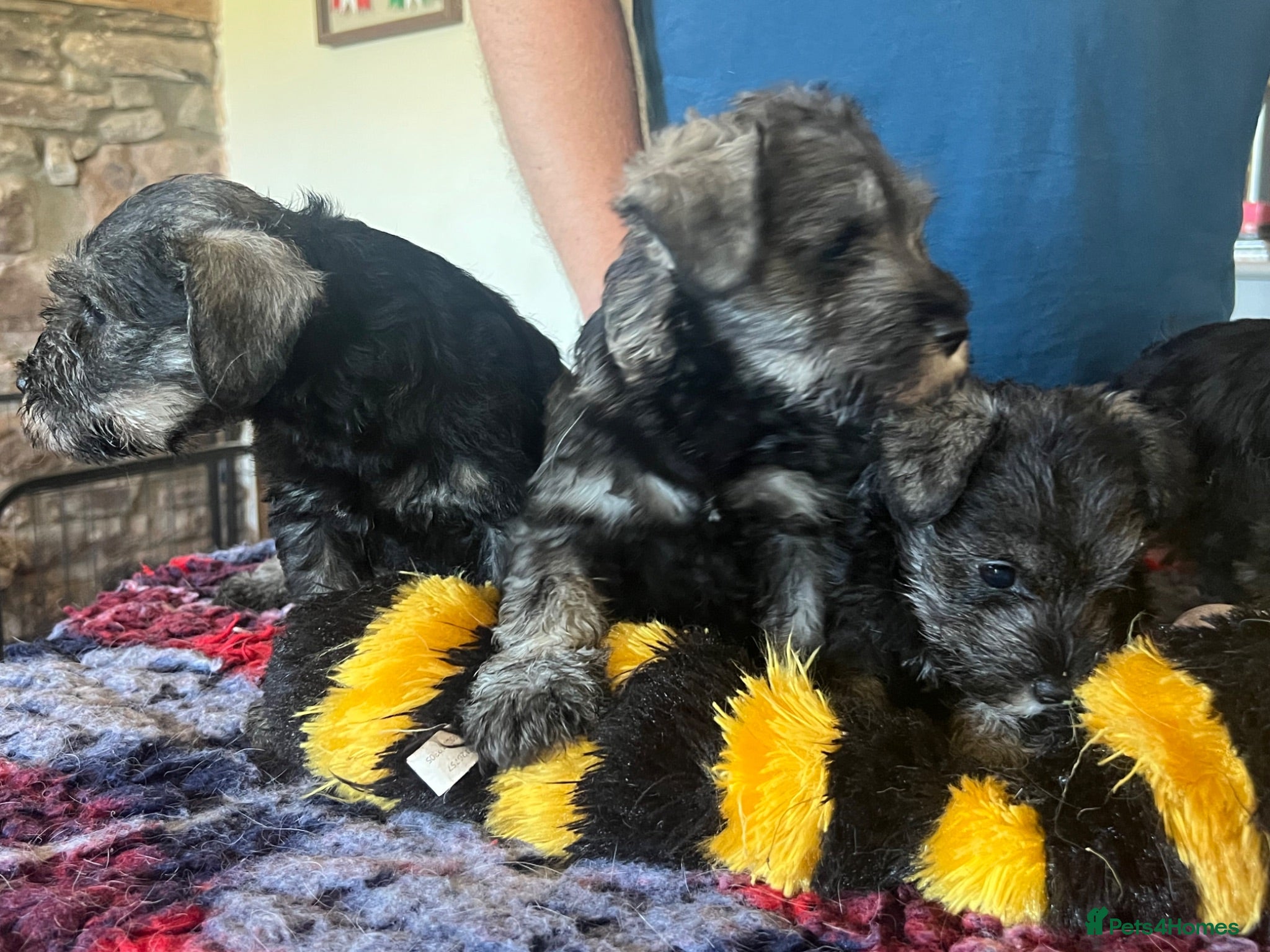 Miniature Schnauzer dogs Miniature schnauzer  - Advert 1