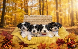Biewer Terrier dogs for sale: Pure breed Biewer Terrier puppies 4 Generation  - Advert 3