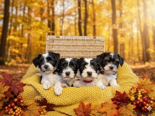 Biewer Terrier dogs - Advert 29