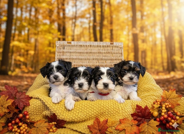 Biewer Terrier dogs - Advert 1