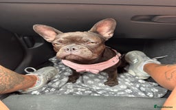 French Bulldog dogs for sale: Storm the French bulldog  - Image 7