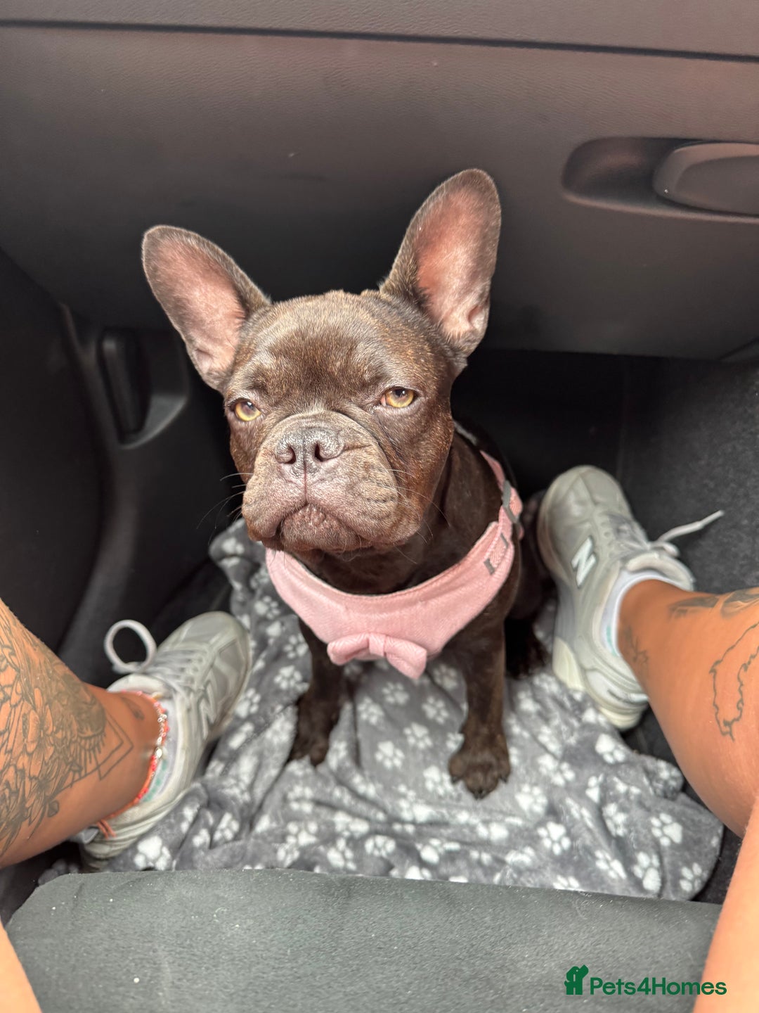 French Bulldog dogs for sale: Storm the French bulldog  - Image 7