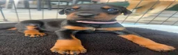 Dobermann dogs for sale: 2 LEFT,READY NOW,BEAUTIFUL DOBERMAN PUPPIES - Advert 32
