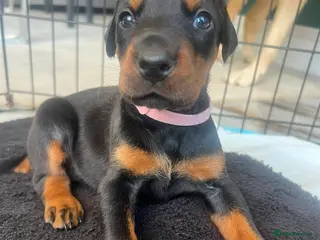 Dobermann dogs ABSOLUTELY STUNNING DOBERMAN PUPPIES FOR SALE - Advert 2