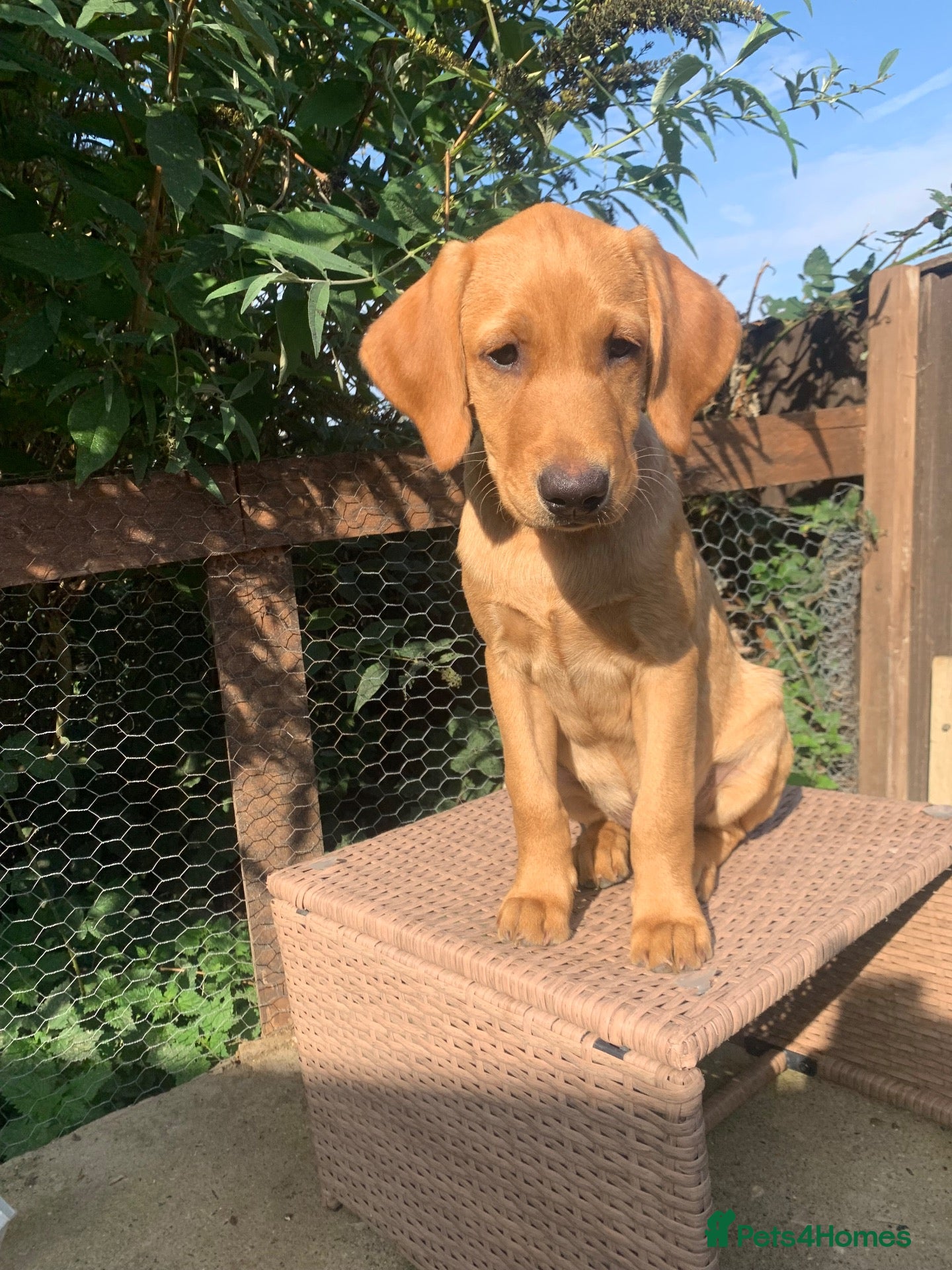 Labrador Retriever dogs Stunning KC Labrador / 1 boy available 🐾 - Advert 1
