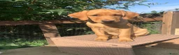 Labrador Retriever dogs for sale: Stunning KC Labrador / 1 boy available 🐾 - Advert 1
