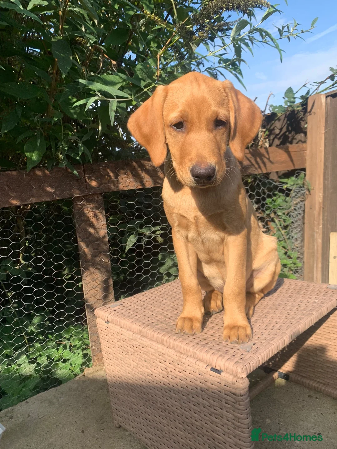 Labrador Retriever dogs for sale: Stunning KC Labrador / 1 boy available 🐾 - Advert 1