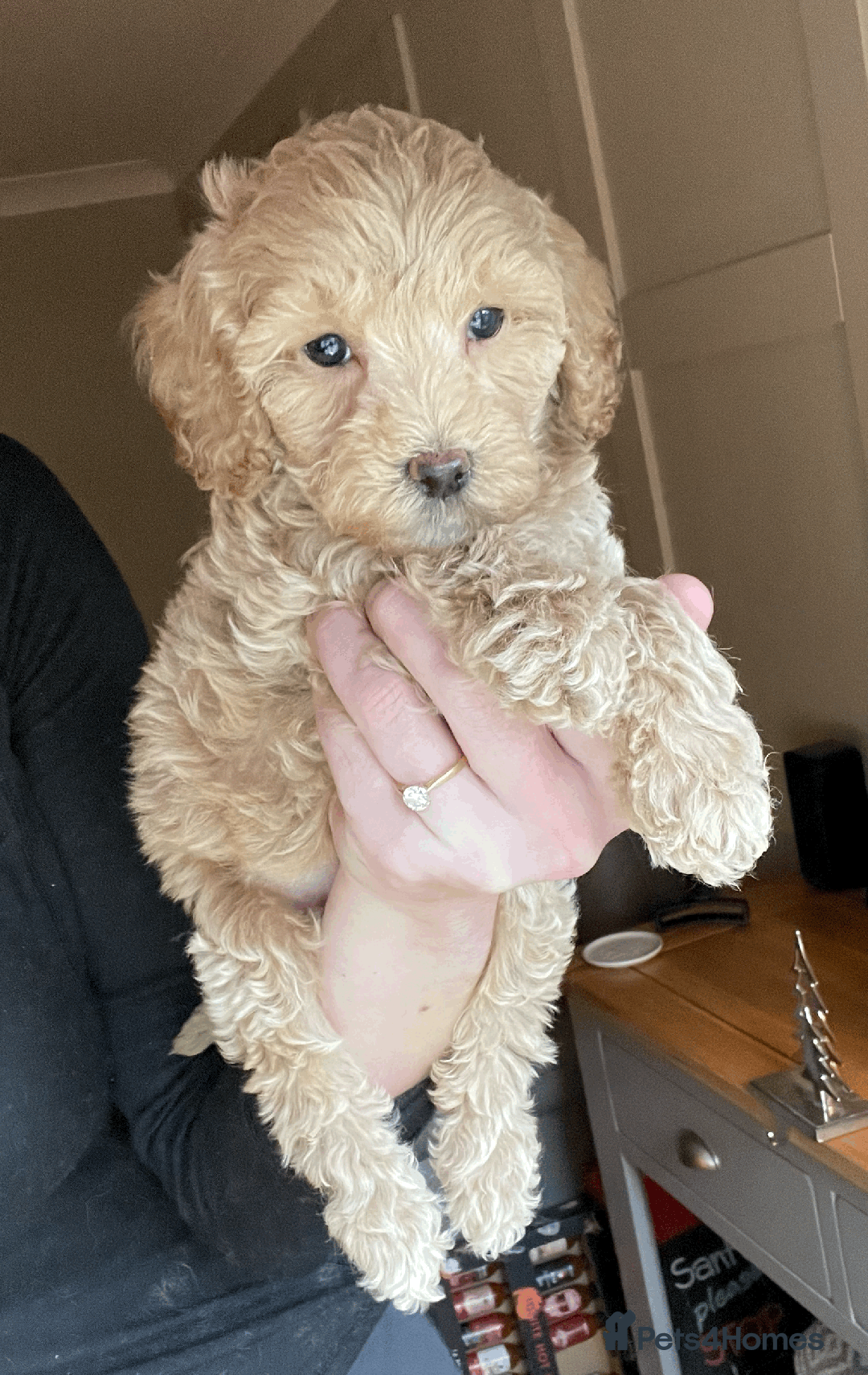 Cockapoo dogs for sale: F1b TOY COCKAPOO PUPS - DNA Health Tested!! - Advert 27