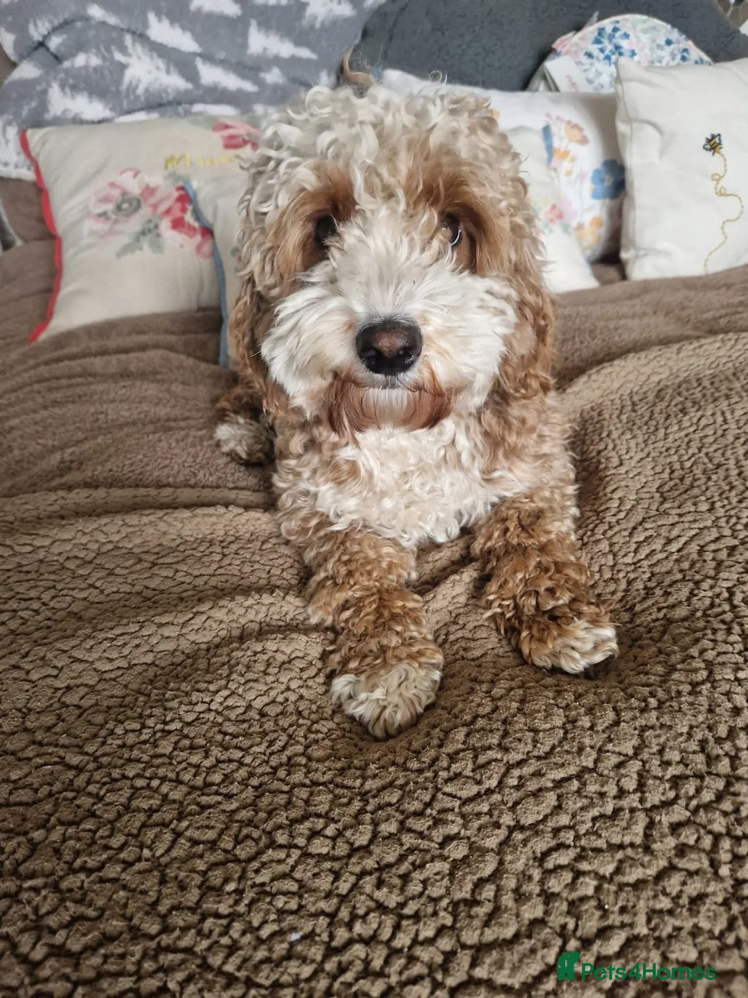Cavapoo dogs for sale: Adult F1b Cavapoo Girl  - Advert 2