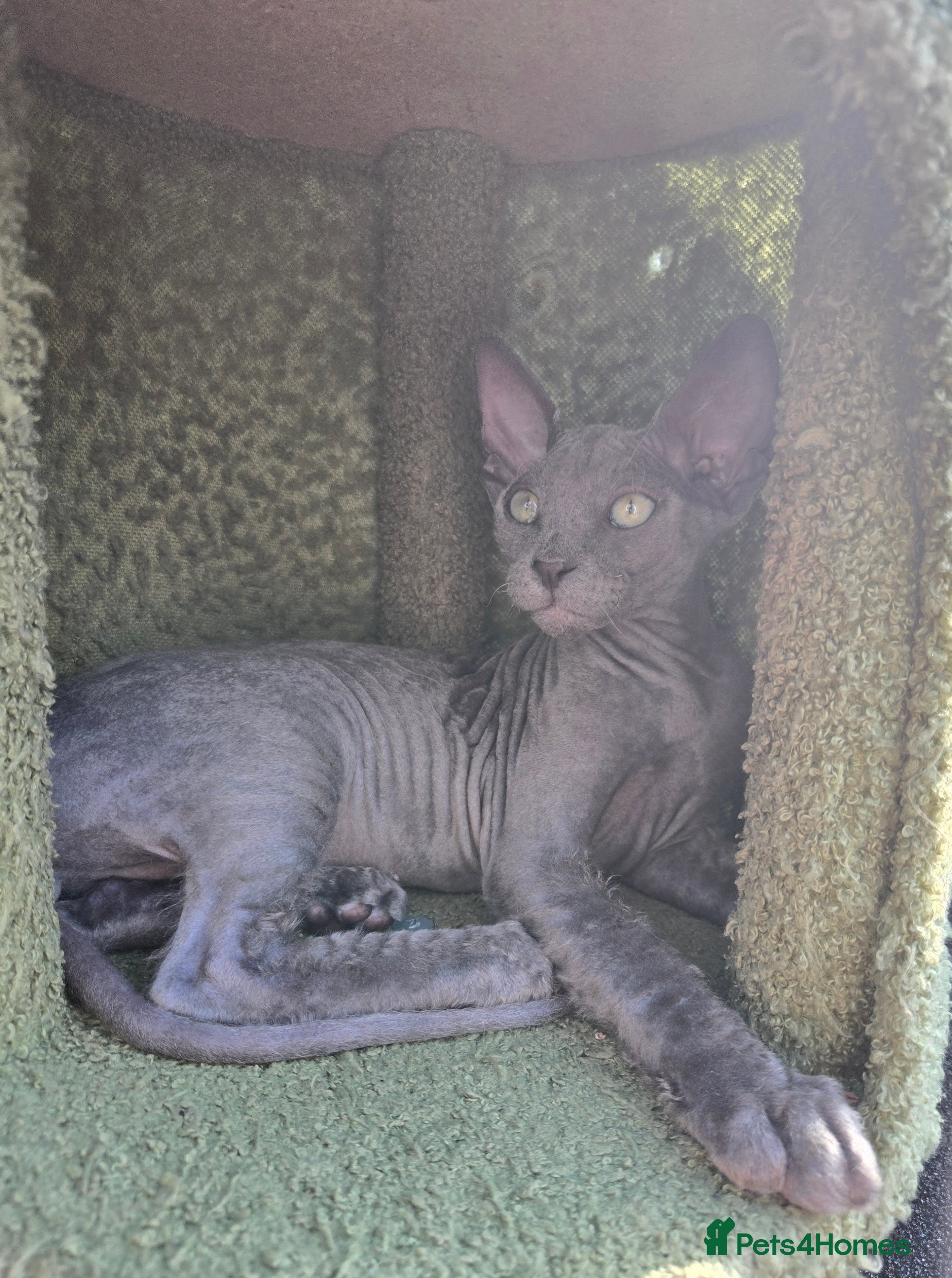 Sphynx cats Rare Light Blue Boys – Velour Coat & Stunning Eyes - Advert 2