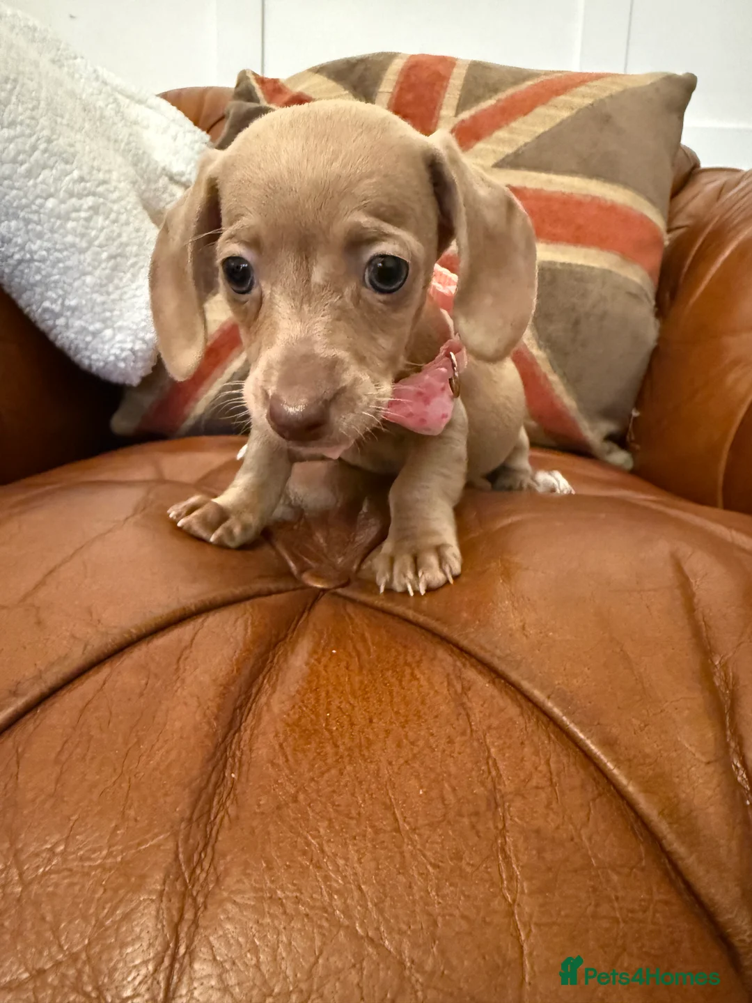 Miniature Dachshund dogs for sale: Stunning Pups 5 ⭐ Star Licensed 5 ⭐ Reviews!  - Advert 17