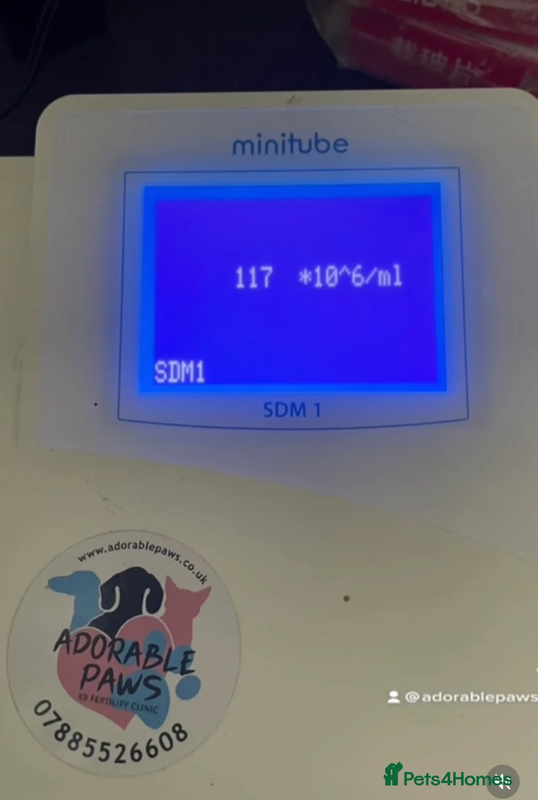 Miniature Dachshund dogs for stud: MINIATURE WIREHAIRED DACHSHUND STUD *PROVEN**KC ** in Manchester - Advert 8