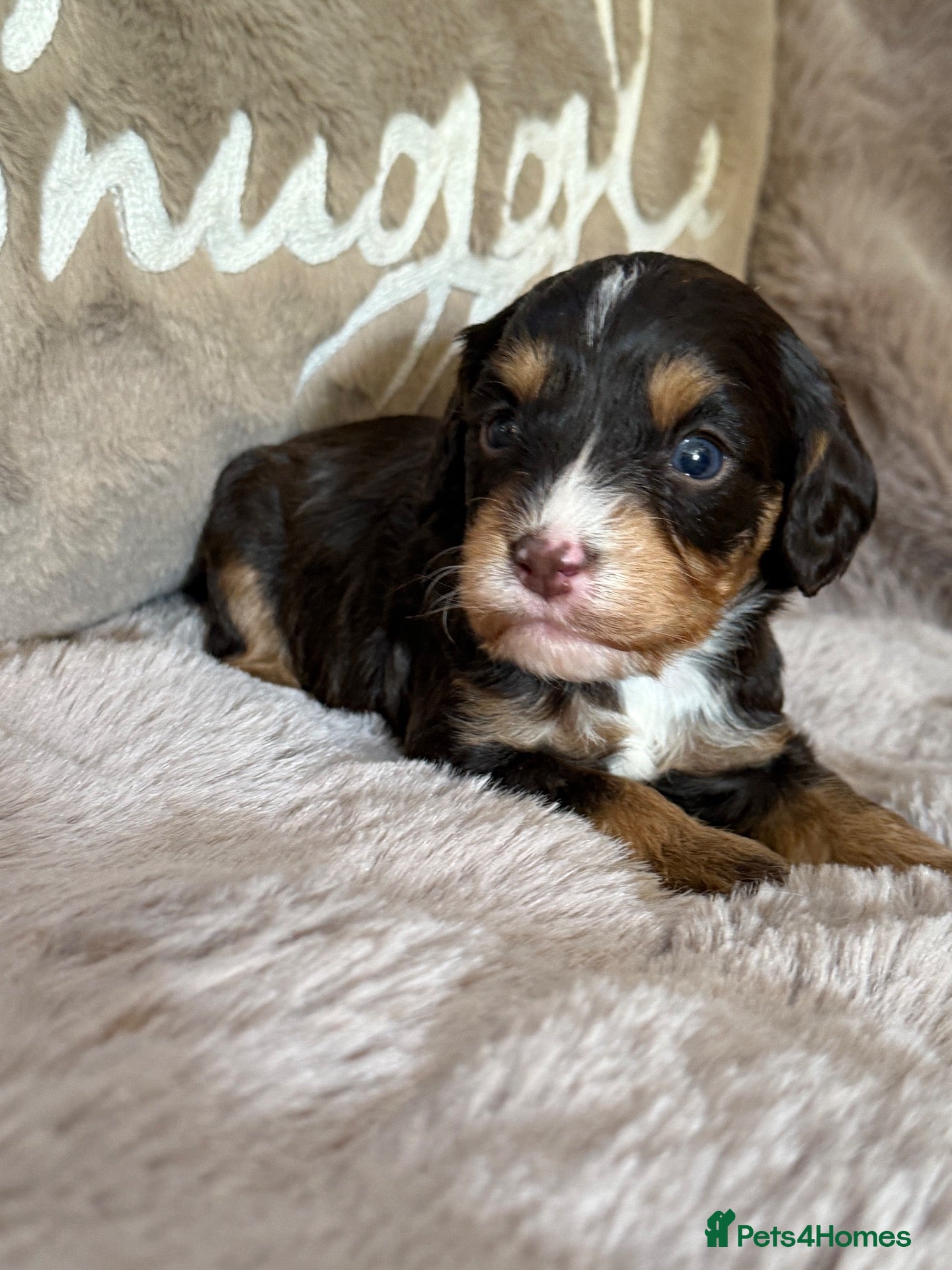 Cavapoo dogs Stunning Choc & Tan Cavapoo’s  - Advert 1