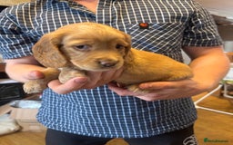 Cocker Spaniel dogs for sale: Working red cocker spaniel puppies for sale - Image 3