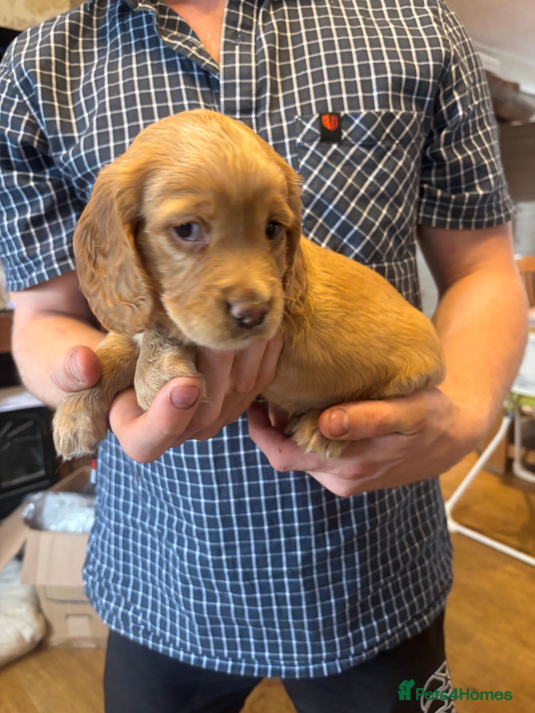 Cocker Spaniel dogs for sale: Working red cocker spaniel puppies for sale - Image 3