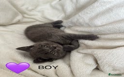 British Shorthair cats for sale: Beautiful British short hair kittens - Image 2