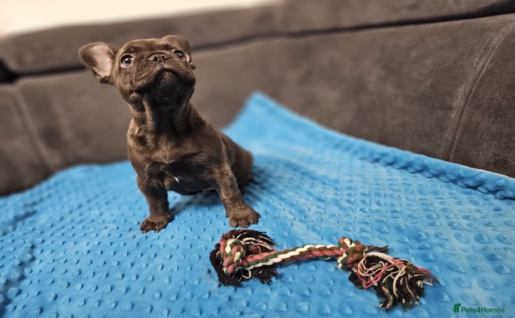 French Bulldog dogs - Advert 1