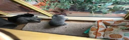 Mini Lop rabbits for sale: X4 mini lop babies - Advert 12