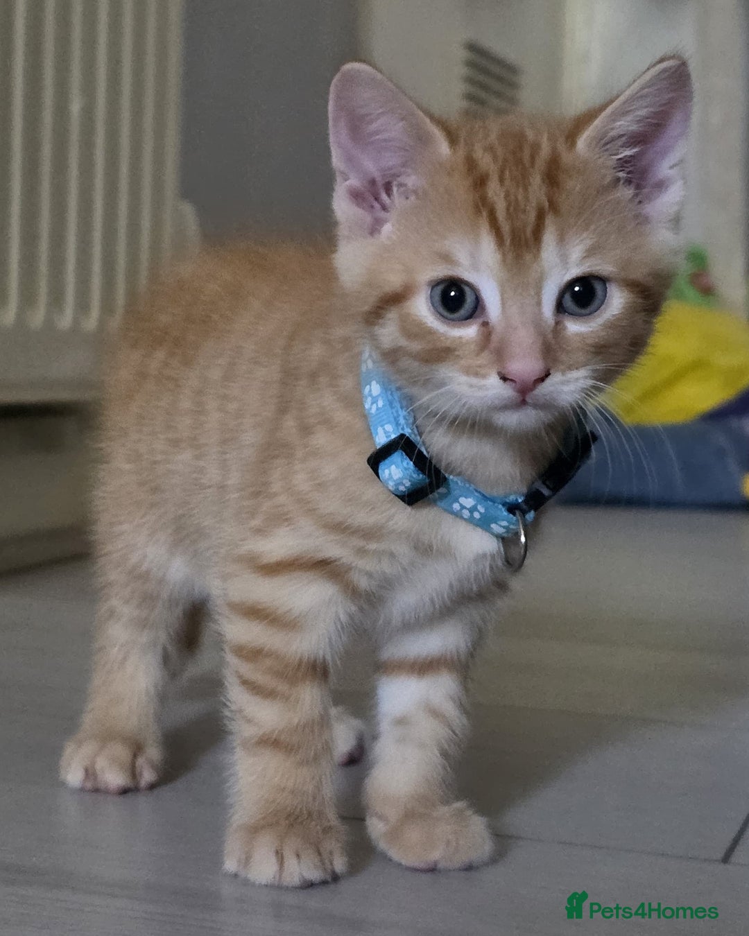 Mixed Breed cats for sale: Gorgeous 2 Girls and 3 boys For sale - Image 9