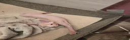 Sphynx cats for sale: Amazing DBE Sphynx kitten GCCF & TICA   - Advert 8