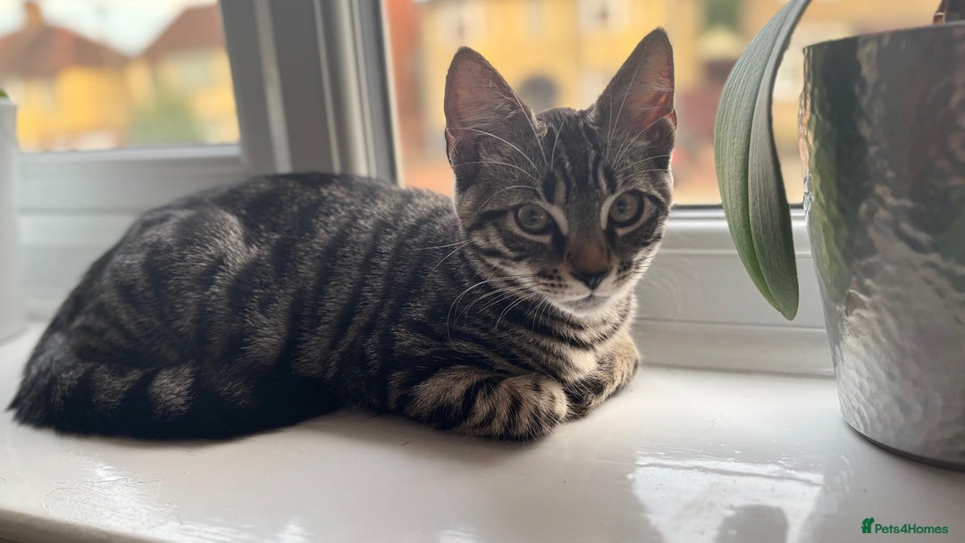 British Shorthair cats for sale: 🐾 Adorable Kittens Looking for  Home! 🐾 - Image 1