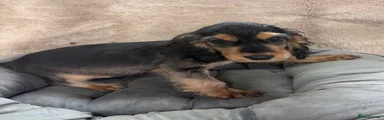 Cocker Spaniel 3