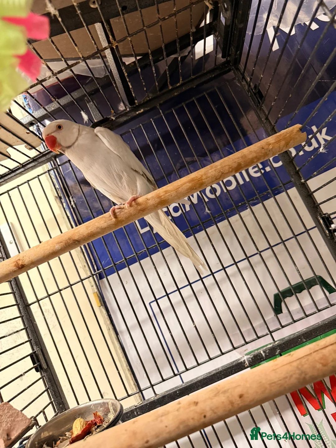 Ringnecks birds for sale: Ringnick for sale - Advert 2