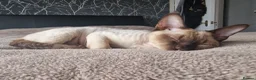 Devon Rex cats for sale: Most affectionate Male Devon Rex - Advert 2