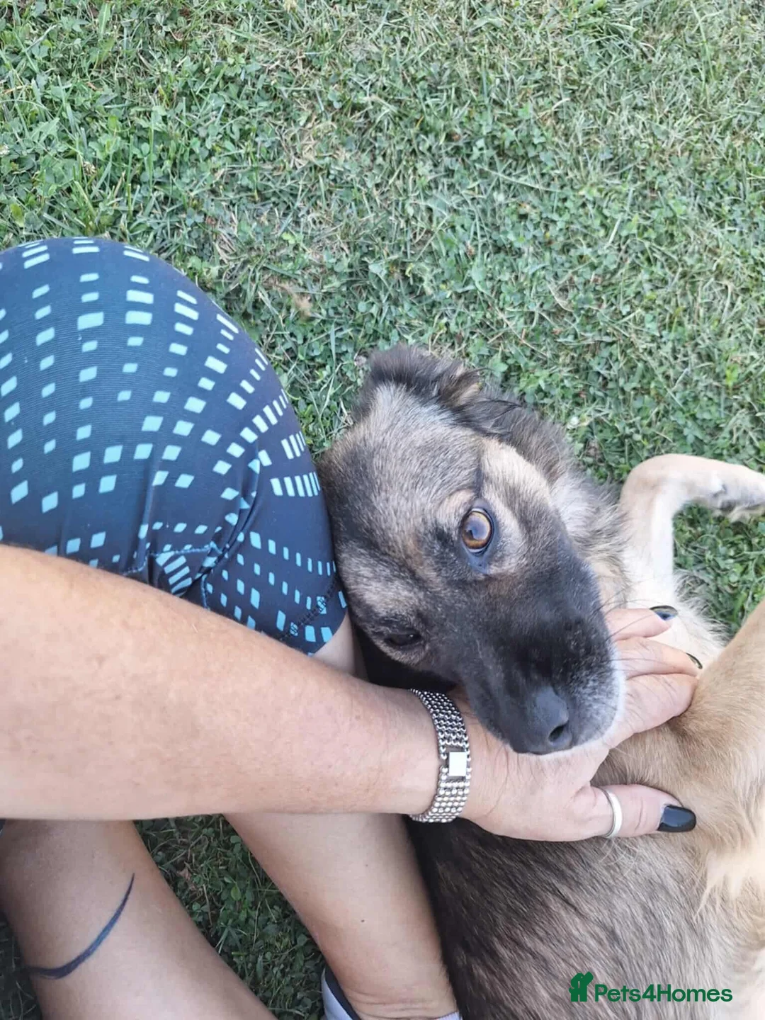 Mixed Breed dogs for adoption: Etta for adoption - Advert 14