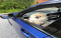 Pomeranian dogs for sale: Pomeranian male  - Image 2