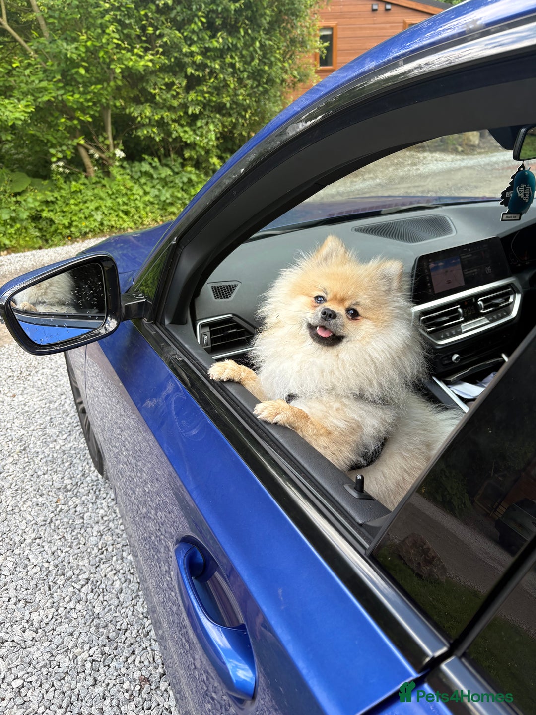 Pomeranian dogs for sale: Pomeranian male  - Image 2