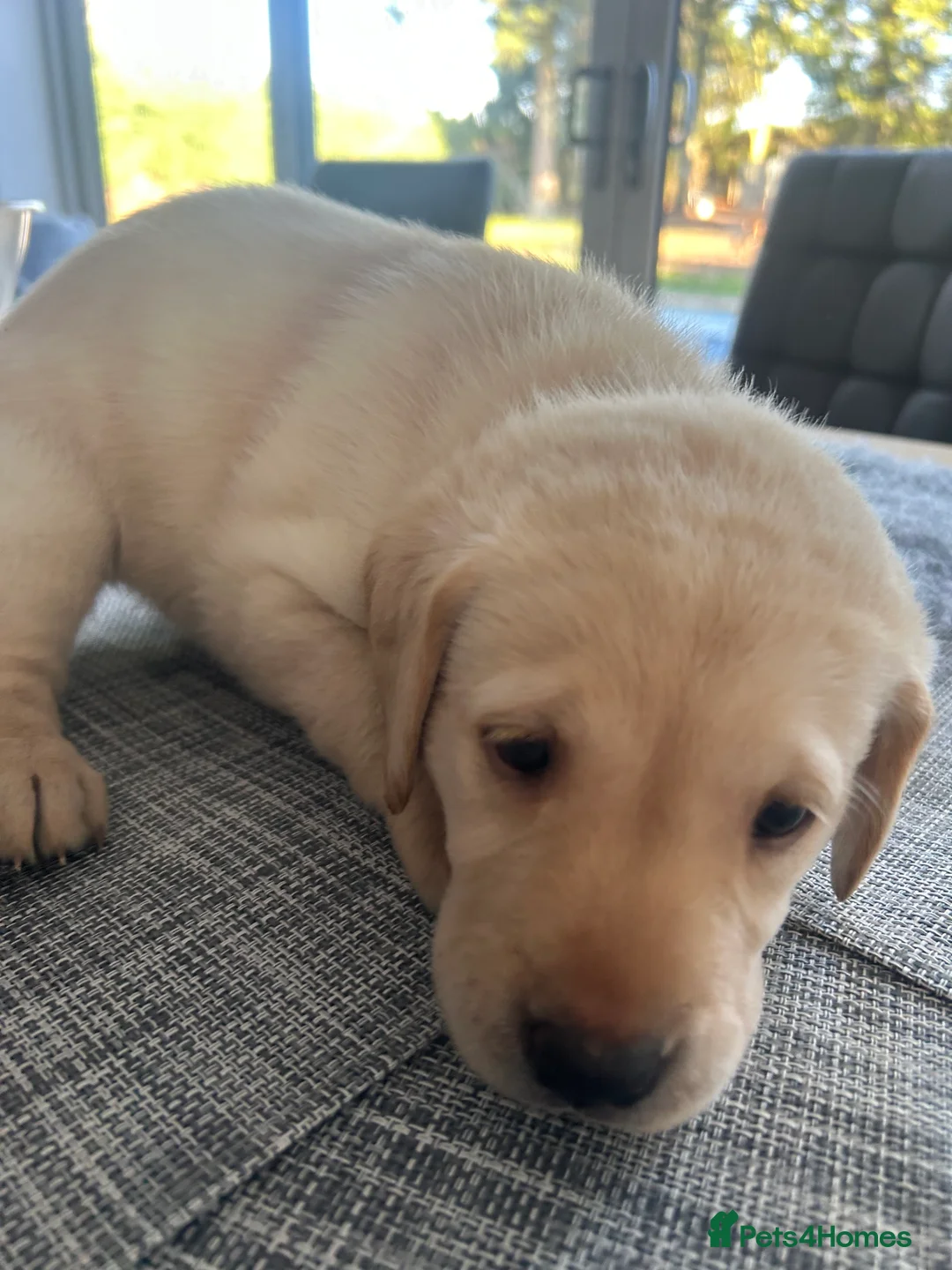 Labrador Retriever dogs for sale: KC Registered labs for sale  - Advert 11
