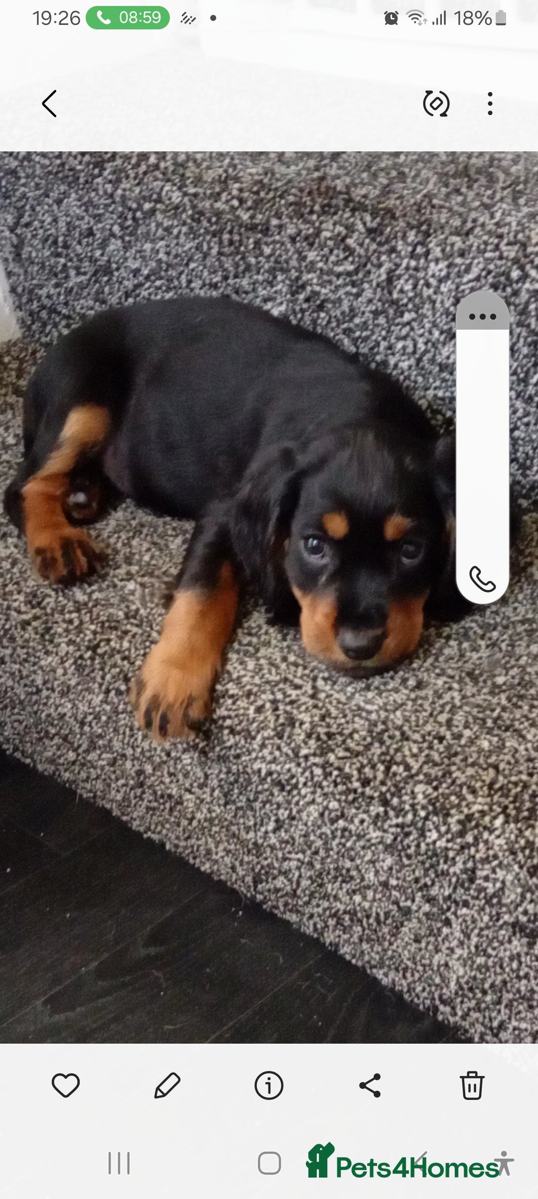Cocker Spaniel dogs for sale: Cocker spaniel  - Image 1