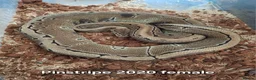 Python Snake reptiles for sale: Ball python 1 normal male 2 Pinstripe females  - Advert 2