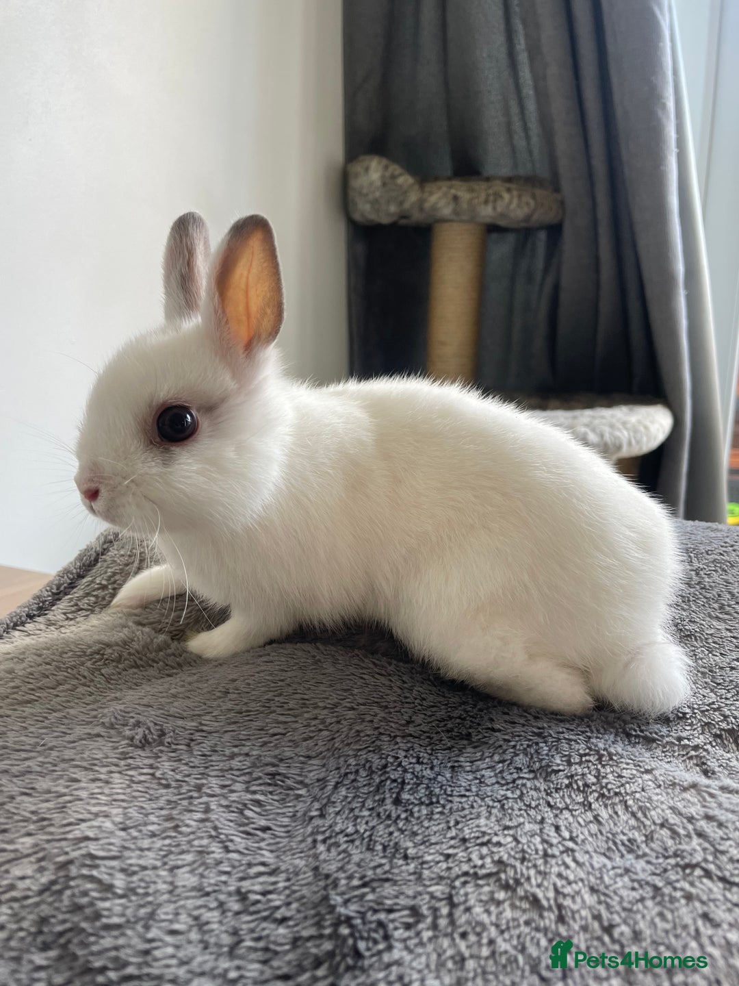 Netherland Dwarf rabbits for sale: Netherlands dwarf  in Leicester - Image 1