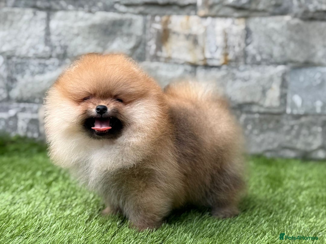 Pomeranian dogs for sale: Luxurious Tiny Pomeranian - 900g/11 weeks old - Image 4
