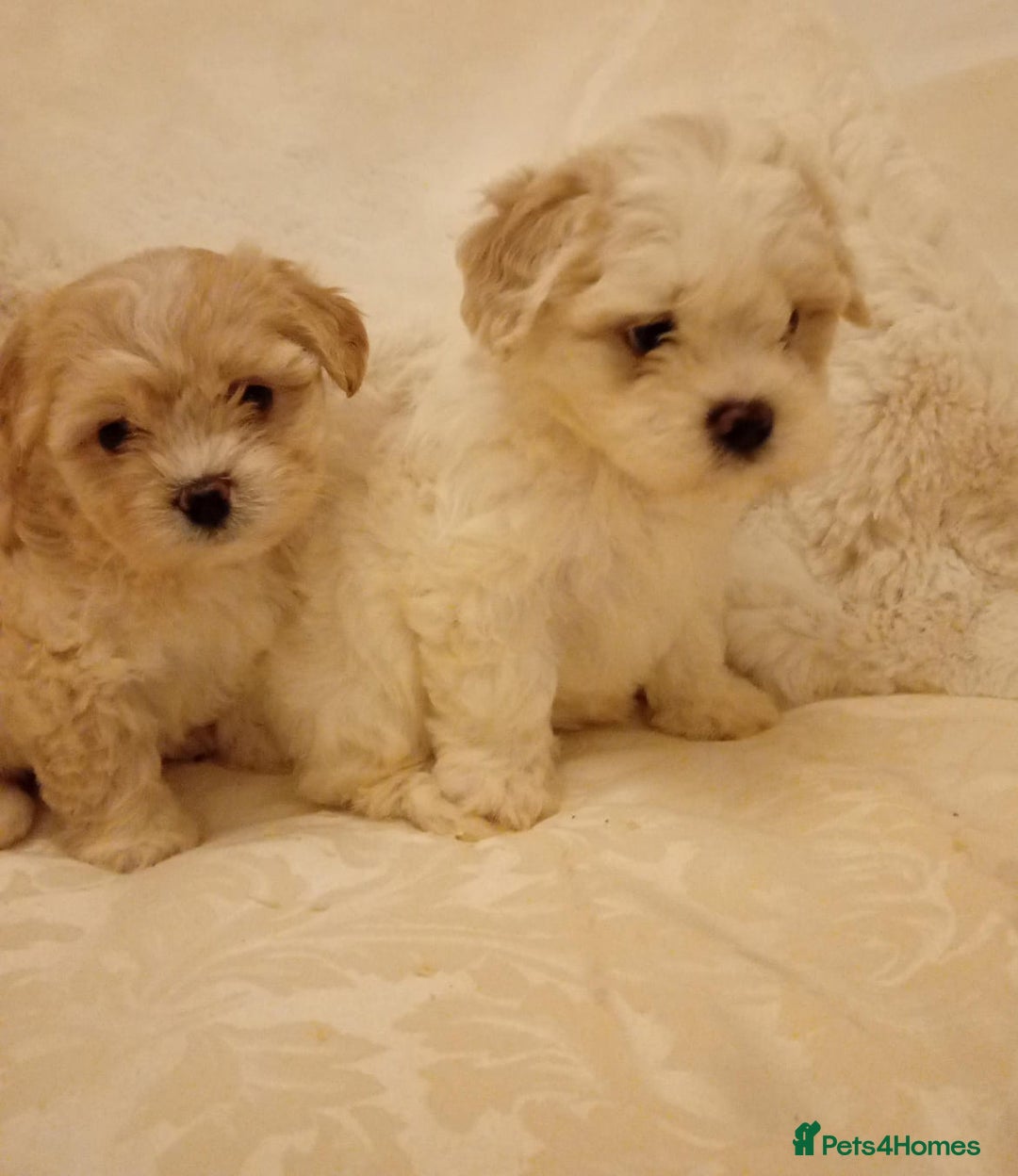 Cavachon dogs for sale: Cavachon puppies  - Image 9
