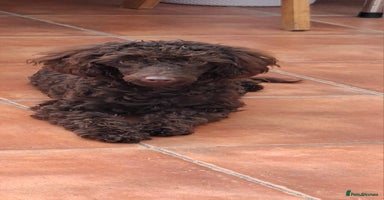 Toy Poodle dogs - Advert 2