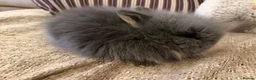 Lionhead rabbits for sale: Double mane lion head baby’s for sale  - Advert 19