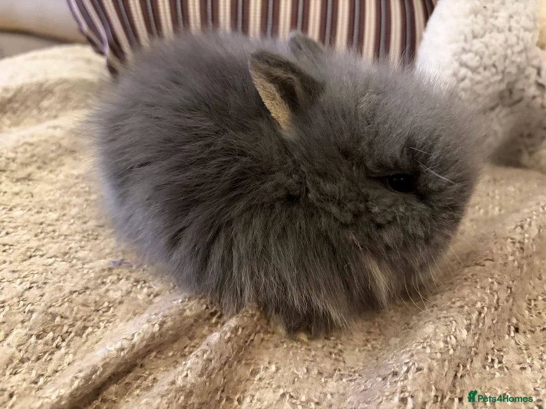 Lionhead rabbits for sale: Double mane lion head baby’s for sale  - Advert 19